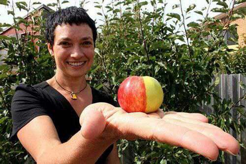 این سیب که در تاسمانیا پرورش یافته است دارای پوستی ترکیبی از دو نوع سیب زرد و قرمز میباشد..